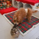 365동판교동물병원 | 대형견 암컷 중성화 수술 후기｜8개월 골든두들, 분당 판교 P&amp;P 동물병원