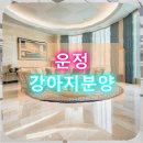 파주운정강아지분양 호야펫 | 운정 강아지분양 기대와 현실 사이 똑똑한 선택 가이드