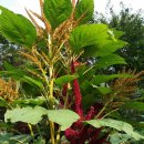 아마란스 이미지