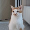 주식회사 펫푸드 | 고양이 사료, 이즈칸 시니어 사실적 후기