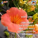 능소화(26,7월시제) 이미지