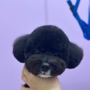 한사랑 애견미용샵 | 성남애견미용 :: 대변신 성공💖애견미용리얼후기 멍균관대