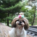 퍼피맘
