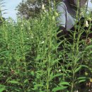 예안슈퍼 이미지