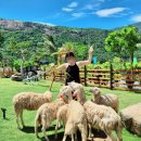 일출목장 | 베트남 나트랑 판랑 사막 선라이즈 투어 2편 포롱자라이 사원 양떼목장 포시즌스 레스토랑 내돈내산