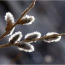 버들강아지 이미지