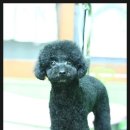 코지펫살롱 이미지