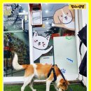 댕냥이슈퍼마켓24 이미지