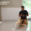 유기견 입양프로젝트 [집에가자 EP1 하늘] 이미지