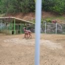 휘바핀란드위드플레이정글 이미지