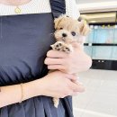 아이러브강아지 | 광주 송정동 강아지분양 추천 아이러브독 광주점 솔직 후기 남겨봄