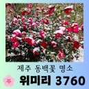 개화주유소 개방화장실 | [제주 여행] 제주 서귀포시 무료 동백꽃 명소 "위미리 3760" 아름다운 방문후기