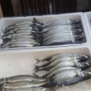 싱싱수산 사업단