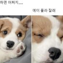 코끼리공장 이미지
