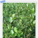 와우농장 이미지