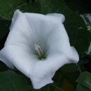 흰독말풀꽃 이미지