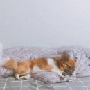 믹스견은 입양갈 자격조차 없는걸까? 세상에 하나뿐인 특별한 아이인데 이미지