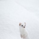 담비