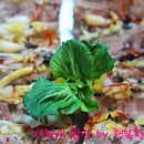 별미나라 이미지