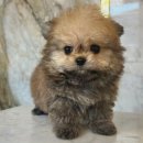 도그마루 강아지고양이 목동점 이미지