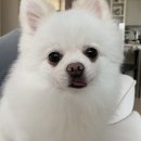 지아 애견샵 이미지