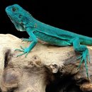 통큰식당 이미지