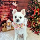 댕댕아야옹 이미지