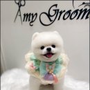 에이미 그루밍 이미지