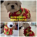 문화애견 이미지
