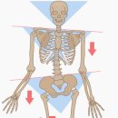 코끼리정형외과의원 이미지