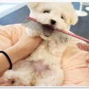 애니멀즈 강아지분양 고양이분양 천안점 이미지