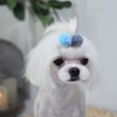 로이펫살롱 이미지