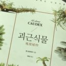 아마빌리스 이미지