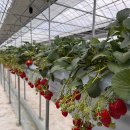 🍓 딸기 수확의 천국, 일산농원 탐방기!