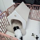 애견하우스 | 울타리 속 노숙강아지의 내집마련 | 애견하우스 후기