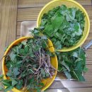 약산초등학교 이미지