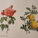 당신의 꽃그림, 보태니컬 아트 이미지