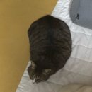 윤’s돈까스앤냉면 | 2월엔 입춘이랑 대길이