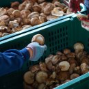 봄맞이 표고농장 이미지