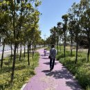 다리섬카페 | 전남 신안 퍼플섬 가는 법 (배 이용방법) / 반월카페