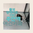 댕댕이 유치원 | 인천 주안역 애견카페 댕댕이카페 후기 | 미추홀구 애견유치원&amp;호텔링까지 한번에! 옥상 전용 운동장이...