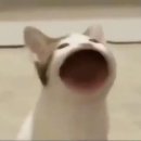 중계우리들약국 | 사랑니 없는 사람 된 후기 | 사랑니 발치 후 관리는 꼭 해야 해 ! (젭알)