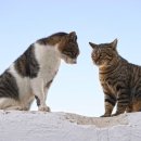 이치과기공소 이미지