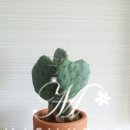 천우다육