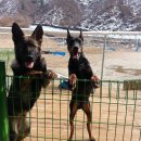 행복한댕댕이 이미지