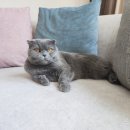 신사숙묘 이미지