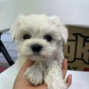 신영구와땡칠이 이미지