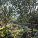 나우목장 | 제주투어패스와 함께한 제주여행 part.1 (카멜리아 힐, 제주 라프 짚라인, 나우 카페, 목장카페 드르쿰다)