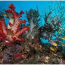 산호초등학교 이미지