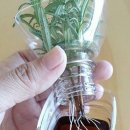 허브와야채 이미지